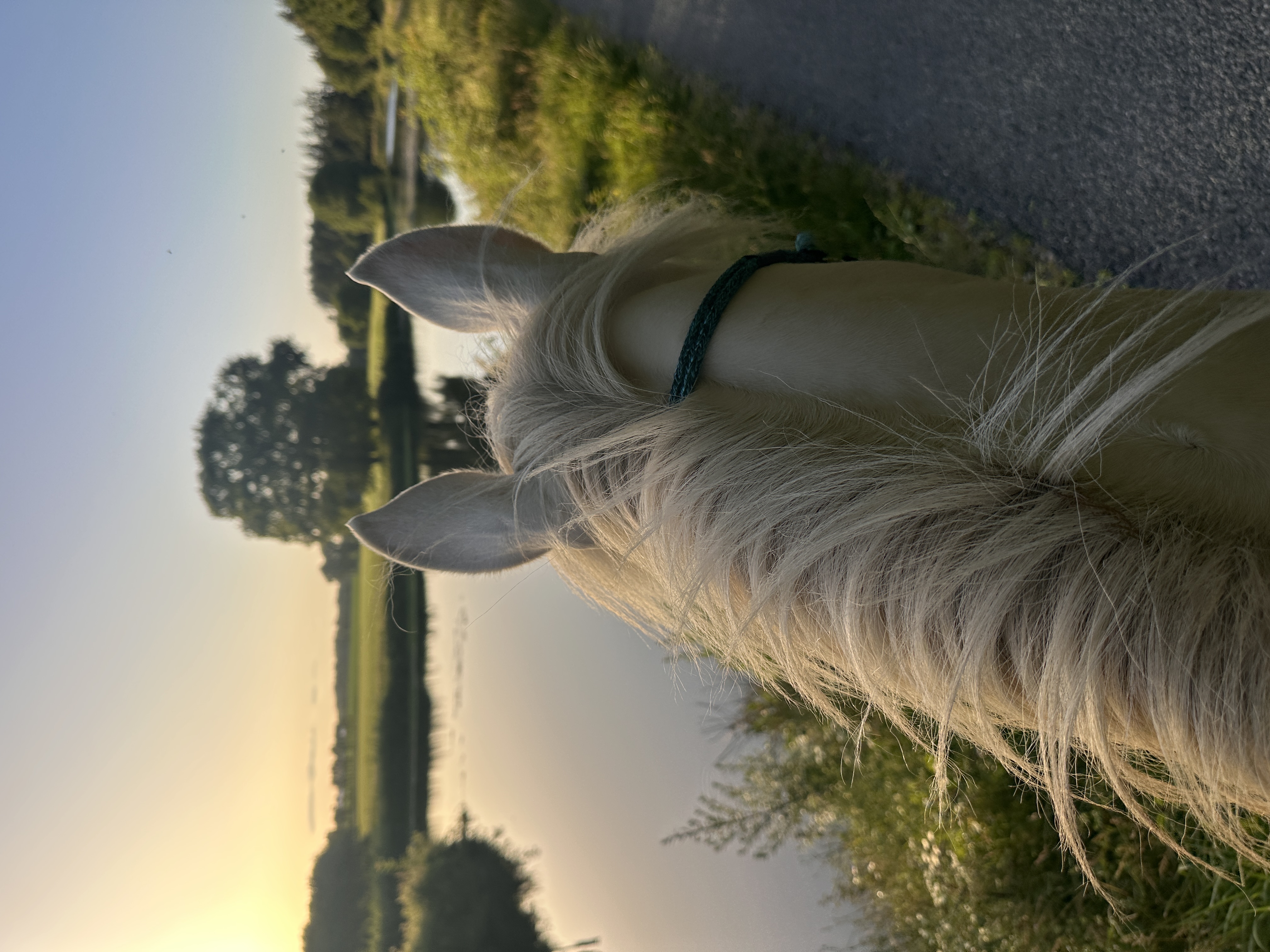 Cavalier d'endurance au bord de l'eau au coucher du soleil