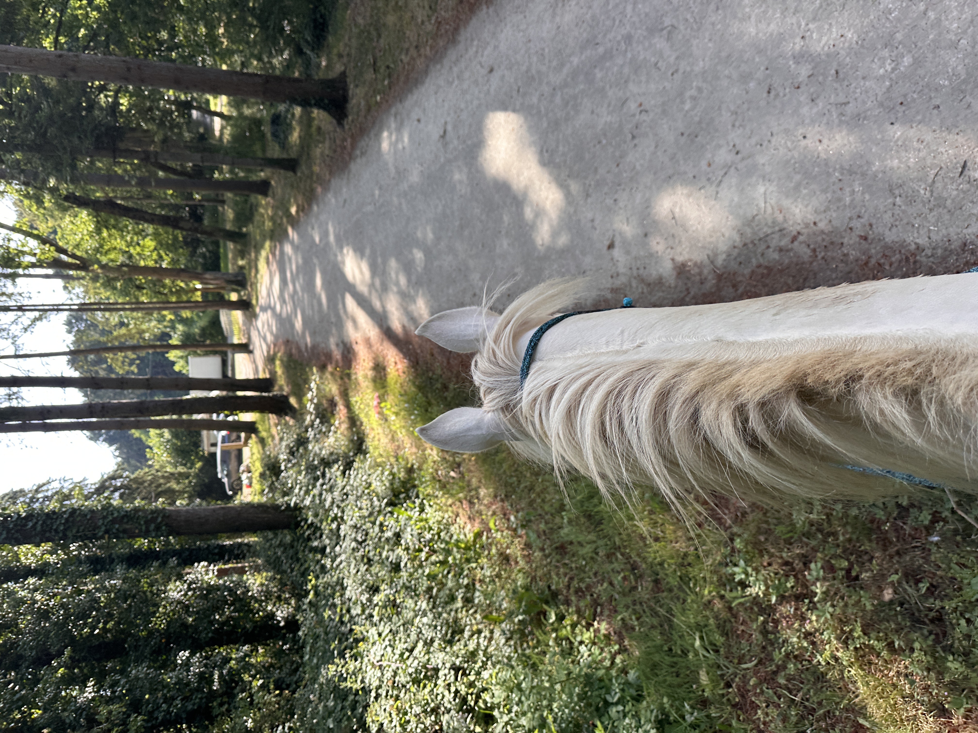 Balade à cheval sur un chemin bordé d'arbres