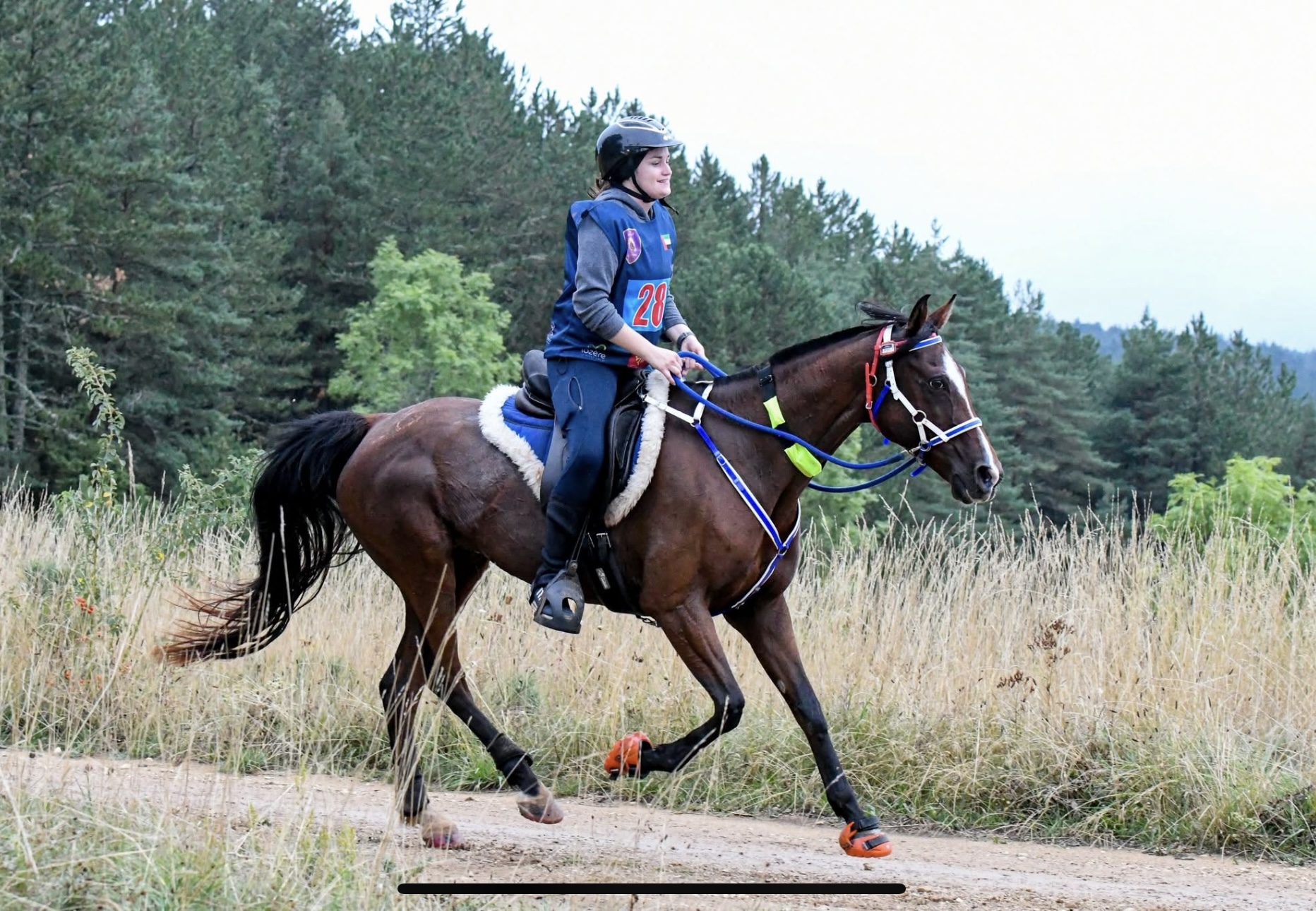 Cheval d'endurance confirmé